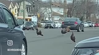 TURKEY PARADE OR INVASION?!!