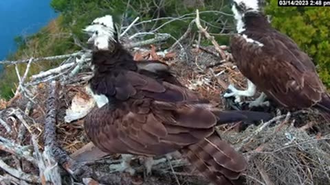 Osprey brought back a bass to the nest and also see what the mom osprey does?
