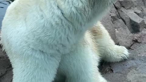 Polar bear up close