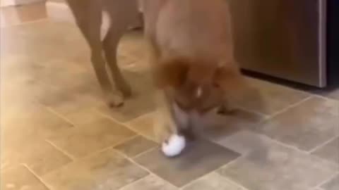 Dog Viral funny video 🤣🤣