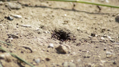 Why Do You Have Ants in Your Bathroom & How to Get Rid of Them?