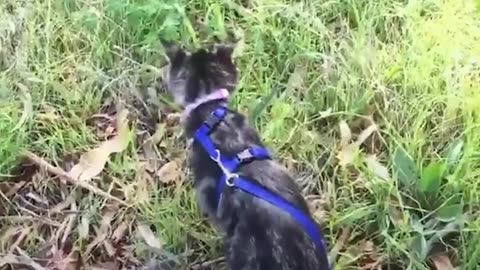 Blind Kitten Grows Up To Be An Explorer - NINA | The Dodo