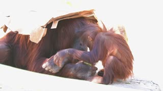 Cute Orangutan 2-Year-Old
