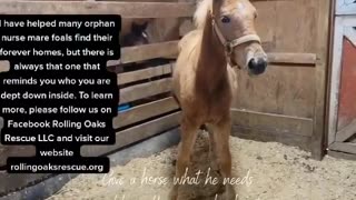 Breeze at Rolling Oaks Rescue