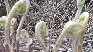 Fiddleheads