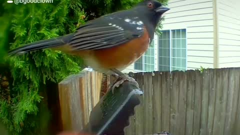 Bird and Squirrel Visit the Same Spot with Rat Trap and Bird Kicks the Trap Out of the Way!