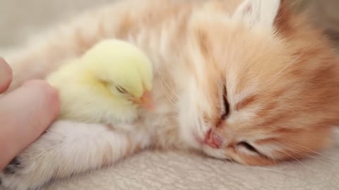 Cute cat meet her first friend