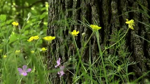 Beautiful Instrumental Hymns, Peaceful Music, Piano