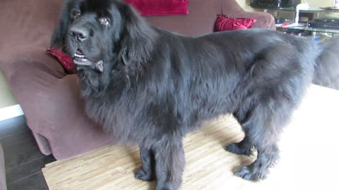 Giant Newfoundland dog demands to see Peter Pan