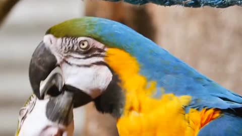 the best video of parrots together moments