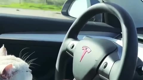 Cat driving a car 🤣😂 / fuunny cat videos / funny cat videos 2023 / Funny cat shorts /