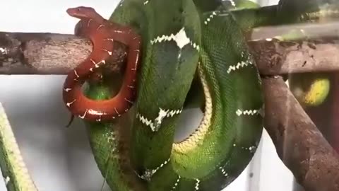 Snake giving birth