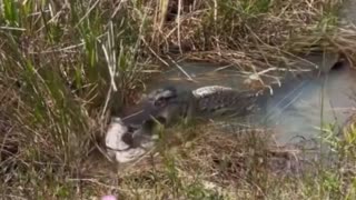 alligator caught eating a large snake 😱😱😱