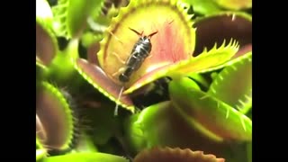 Earwig pest wins Darwinian Award - Venus Flytrap