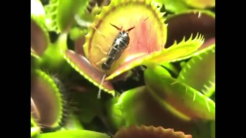 Earwig pest wins Darwinian Award - Venus Flytrap