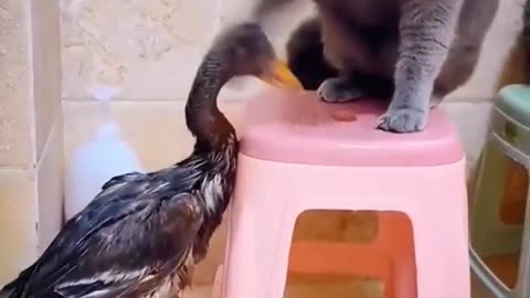 Cat And Duck Fighting - Animal Fighting Videos Compilation - Animals Funny Videos #shorts #animals