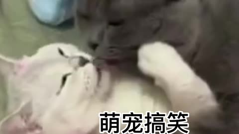 Funny cats video #viral #shorts #entertainment786 #funnycatsvideo #funnycatscompilation