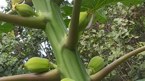 Papaya tree