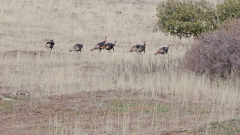 Wild Turkeys Encounter