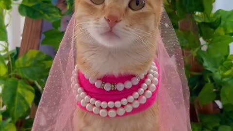 A beautiful cat dressed as a bride