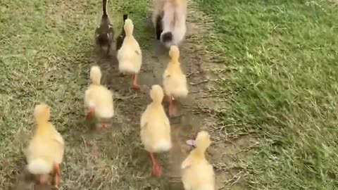The cat takes the duckling to swim please click