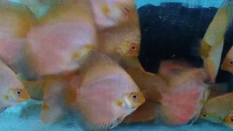 Discus Fish