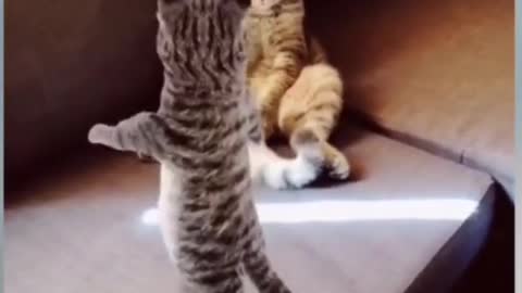 Cute and Funny Cat Videos 2022 - Cute Kittens