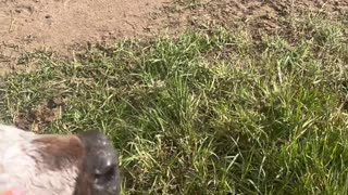 Newborn Calf Follows Woman Around Pasture