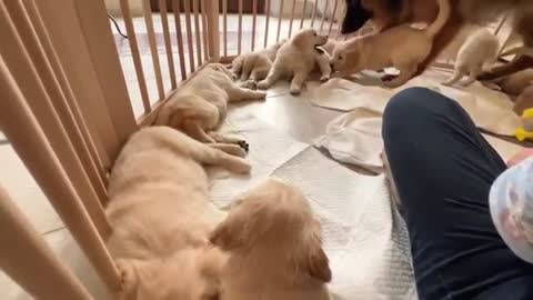 German Shepherd Meets Puppies for The First Time
