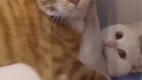 Funny cat 😺🤣