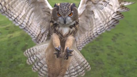 Eagle owl in flight high speed camera AMAZING slow motion camera