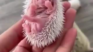 Baby hedgehogs so adorable 🥰