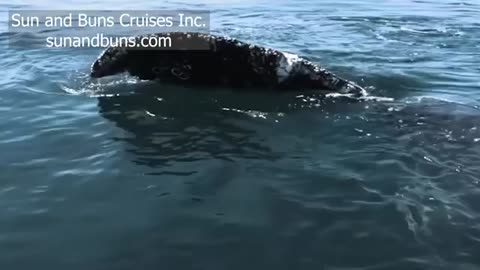 Whales Love Entertainment