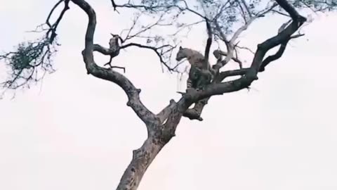 leopard climbing on tree to hunt a monkey