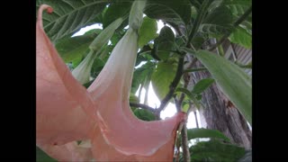 Orange Flower Love Orange Datura Aug 2022