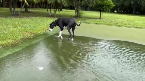 Florida Great Dane Enjoys Splashing In The Putting Green Rain Pool