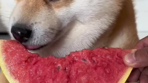 The dog eats watermelon