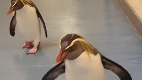 Cute Penguins || Funny penguins walk