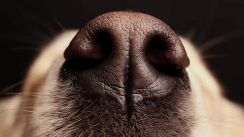 Did You Know? Dogs sniff good smells with their left nostril || FACTS || TRIVIA