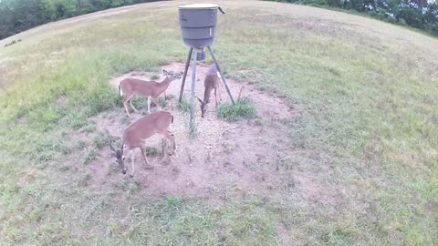 What's going on with the birds and the deer things are getting weird!?