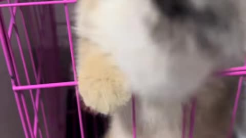 To 10 of cute Cat funny videos.