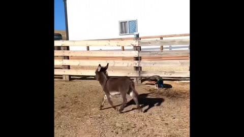 Hilarious Animal Antics