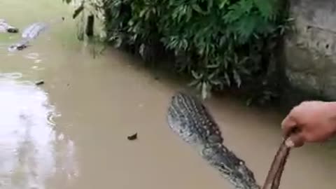 Crocodiles eat chicken meat