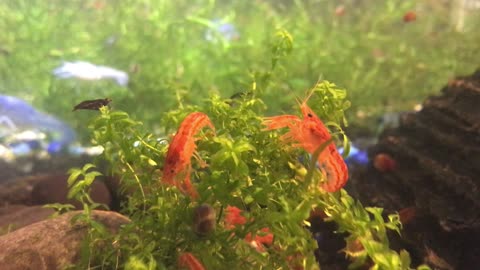 Mexican Dwarf Crayfish (CPO) - The PERFECT pet