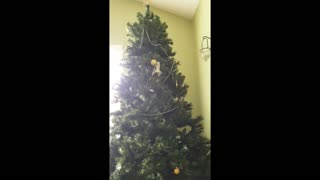 Kitten stuck in Christmas tree decides to battle harmless ornament