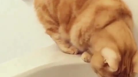 The pig cat want to take a bath.