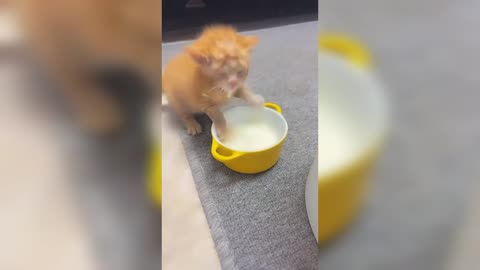 A cute cat drinks milk in a funny way