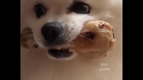 The Ultimate Funny Video Compilation for Pet Lovers