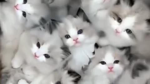 Cute Baby Cats