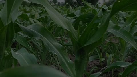 Corn field after Rain
